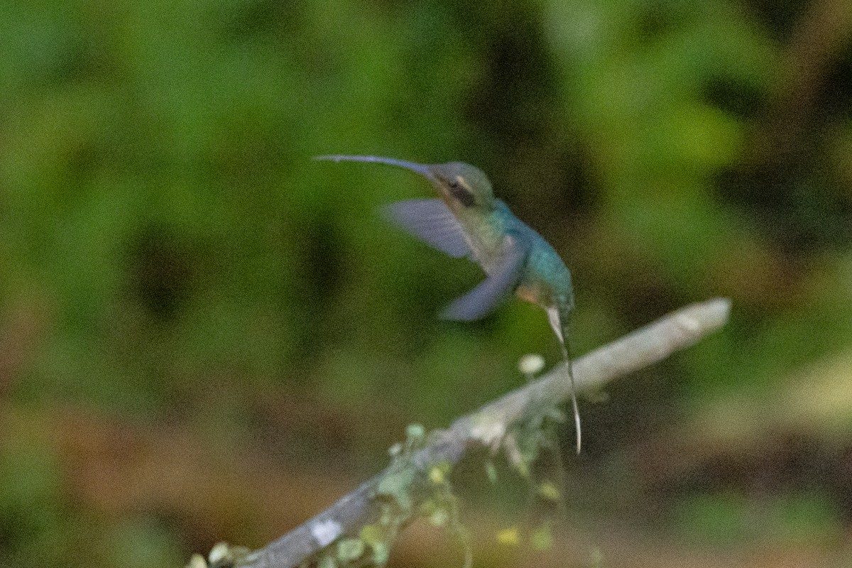 kolibřík šedobřichý - ML609881196