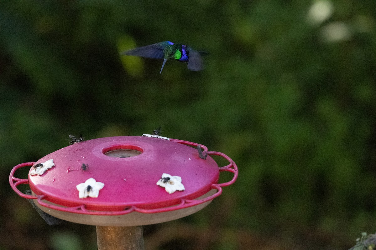 kolibřík nymfový - ML609881205