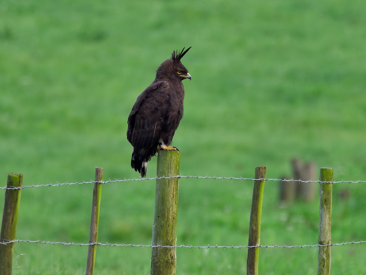 Long-crested Eagle - ML609881259