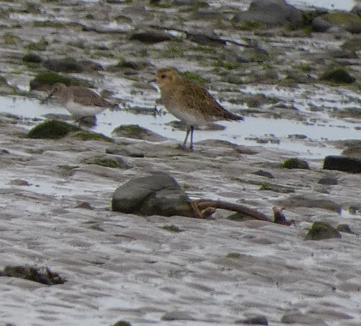 European Golden-Plover - ML609881321