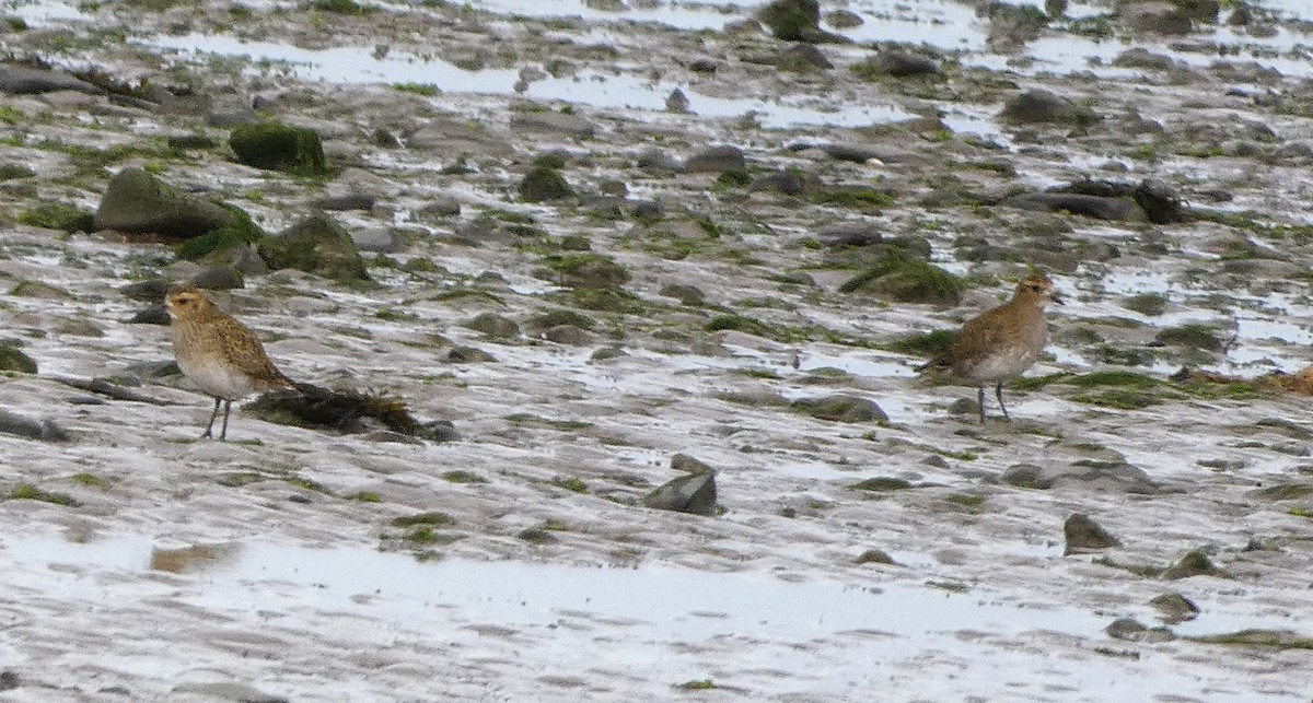 European Golden-Plover - ML609881322