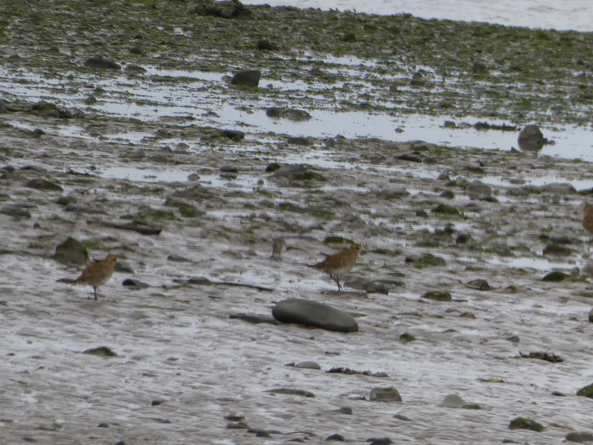 European Golden-Plover - ML609881323