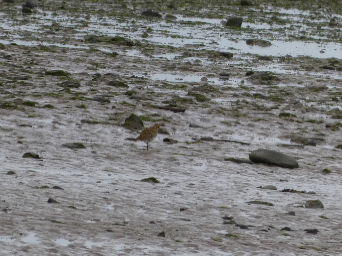 European Golden-Plover - ML609881324