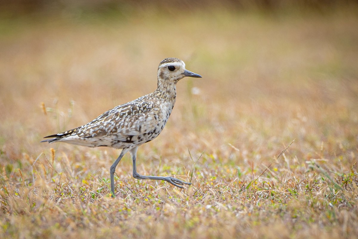 Pacific Golden-Plover - Dom Chaplin