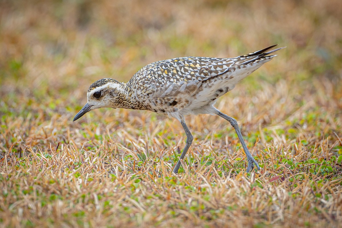 Pacific Golden-Plover - ML609881444