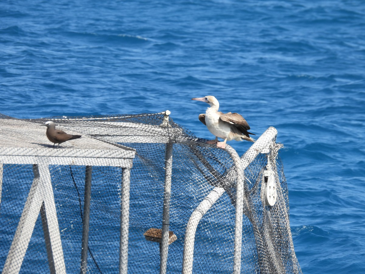 Red-footed Booby - ML609881586