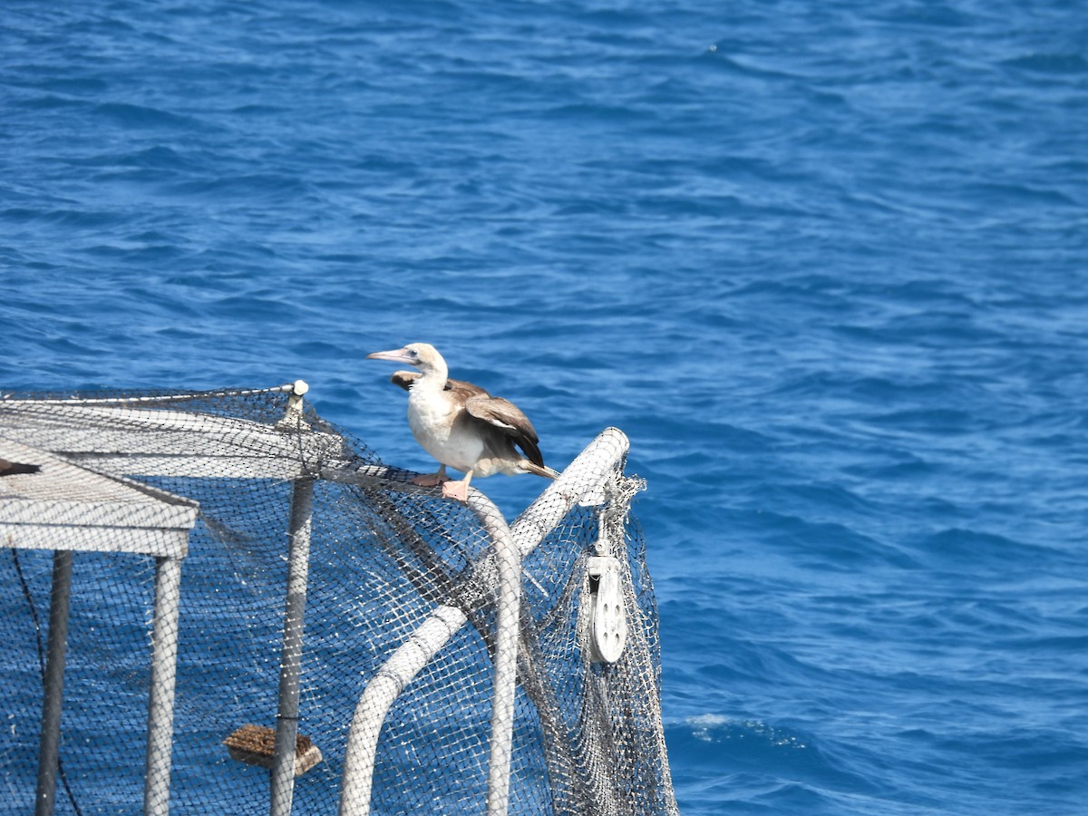 Red-footed Booby - ML609881587