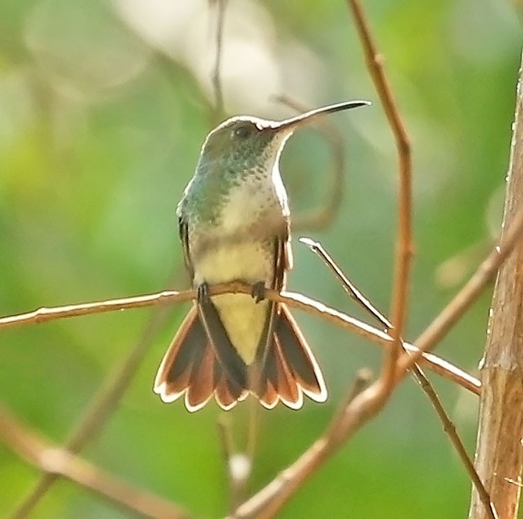kolibřík běloprsý - ML609881649