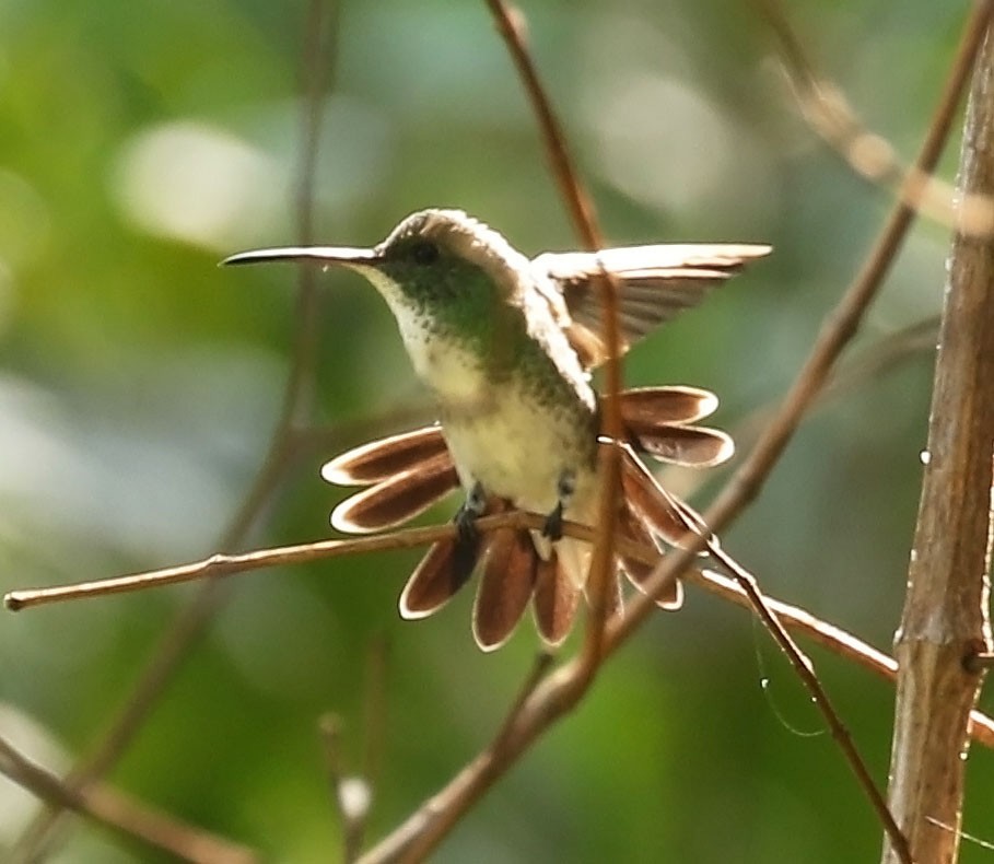 kolibřík běloprsý - ML609881704