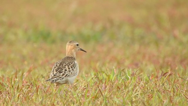 Buff-breasted Sandpiper - ML609881705