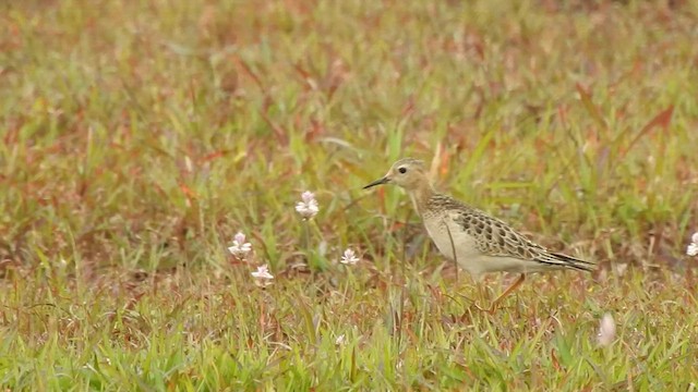 Buff-breasted Sandpiper - ML609881706