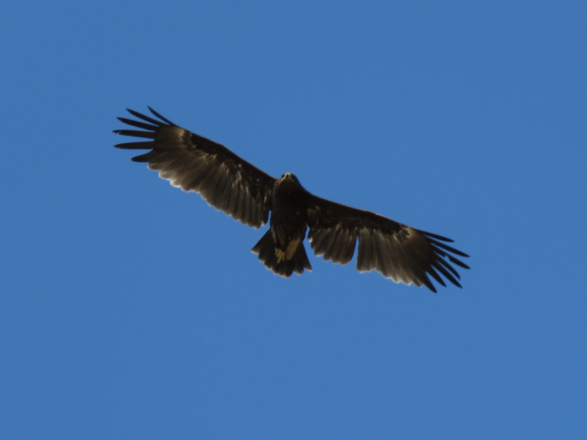 Greater Spotted Eagle - ML609881731