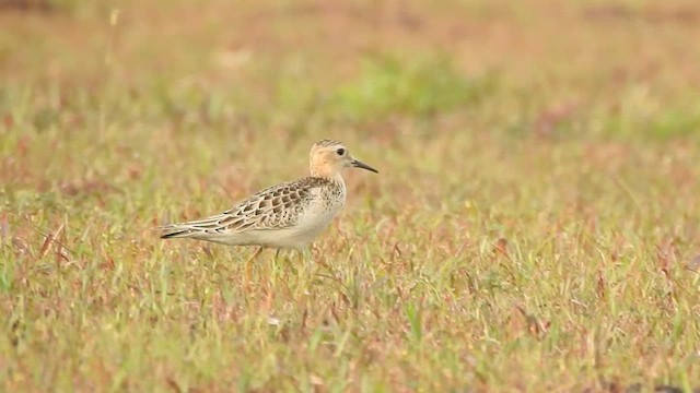 Buff-breasted Sandpiper - ML609881736