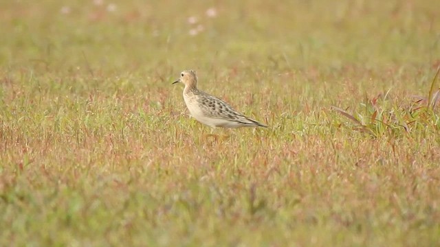 Buff-breasted Sandpiper - ML609881739