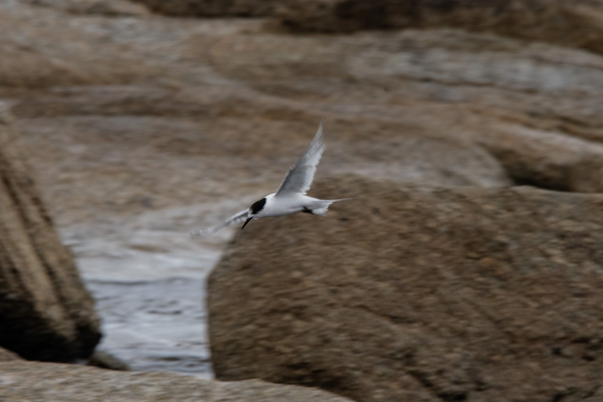 White-fronted Tern - ML609881745