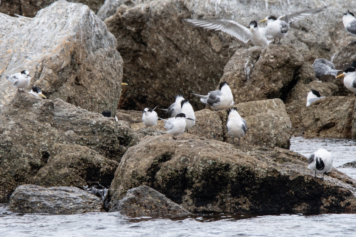 White-fronted Tern - ML609881749