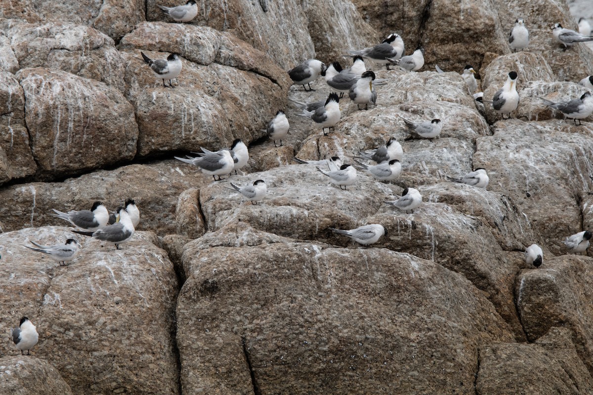 White-fronted Tern - ML609881754