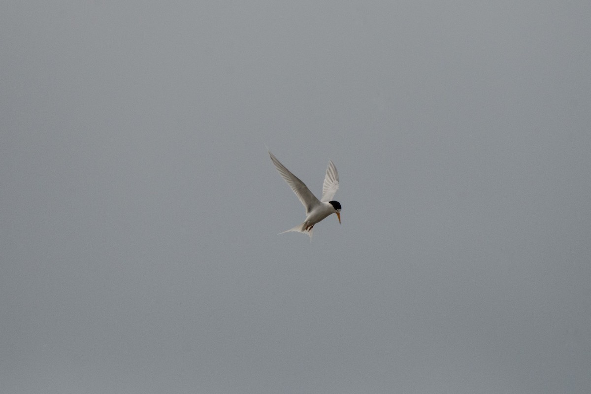 Australian Fairy Tern - ML609881796