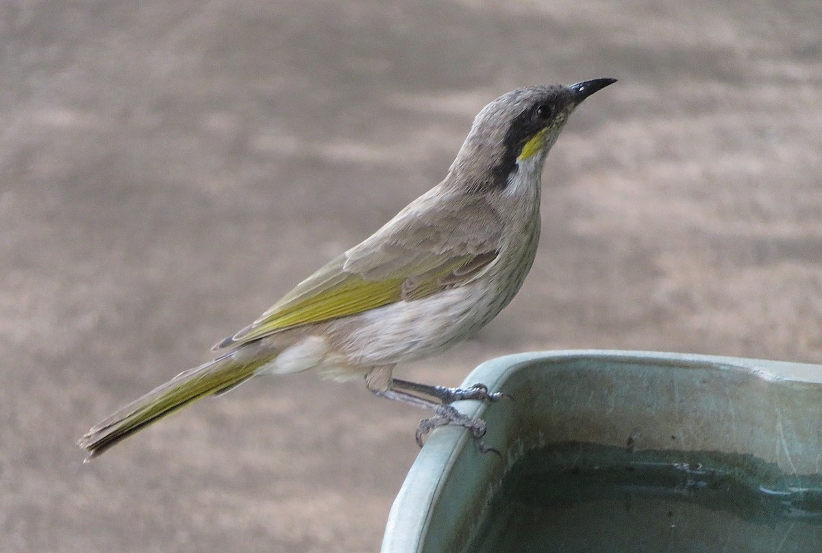 Singing Honeyeater - ML609881882