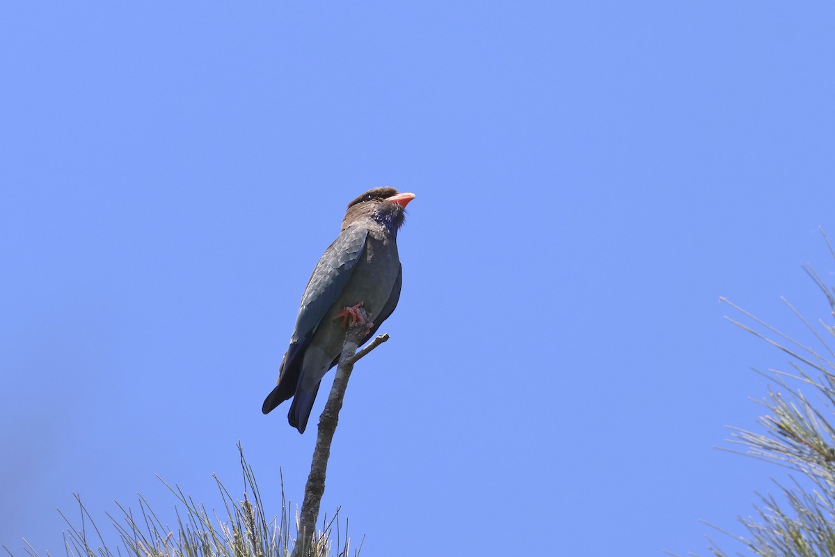 Dollarbird - ML609881916