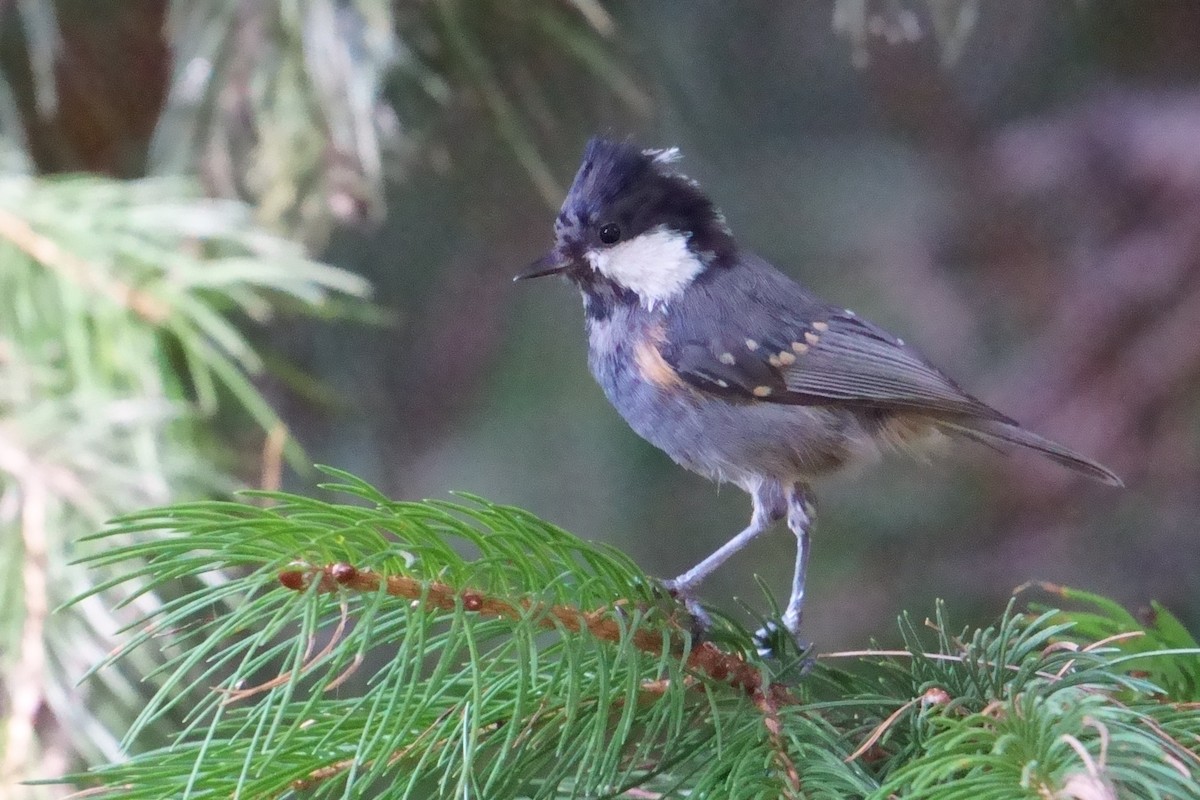 Coal Tit - ML609882001