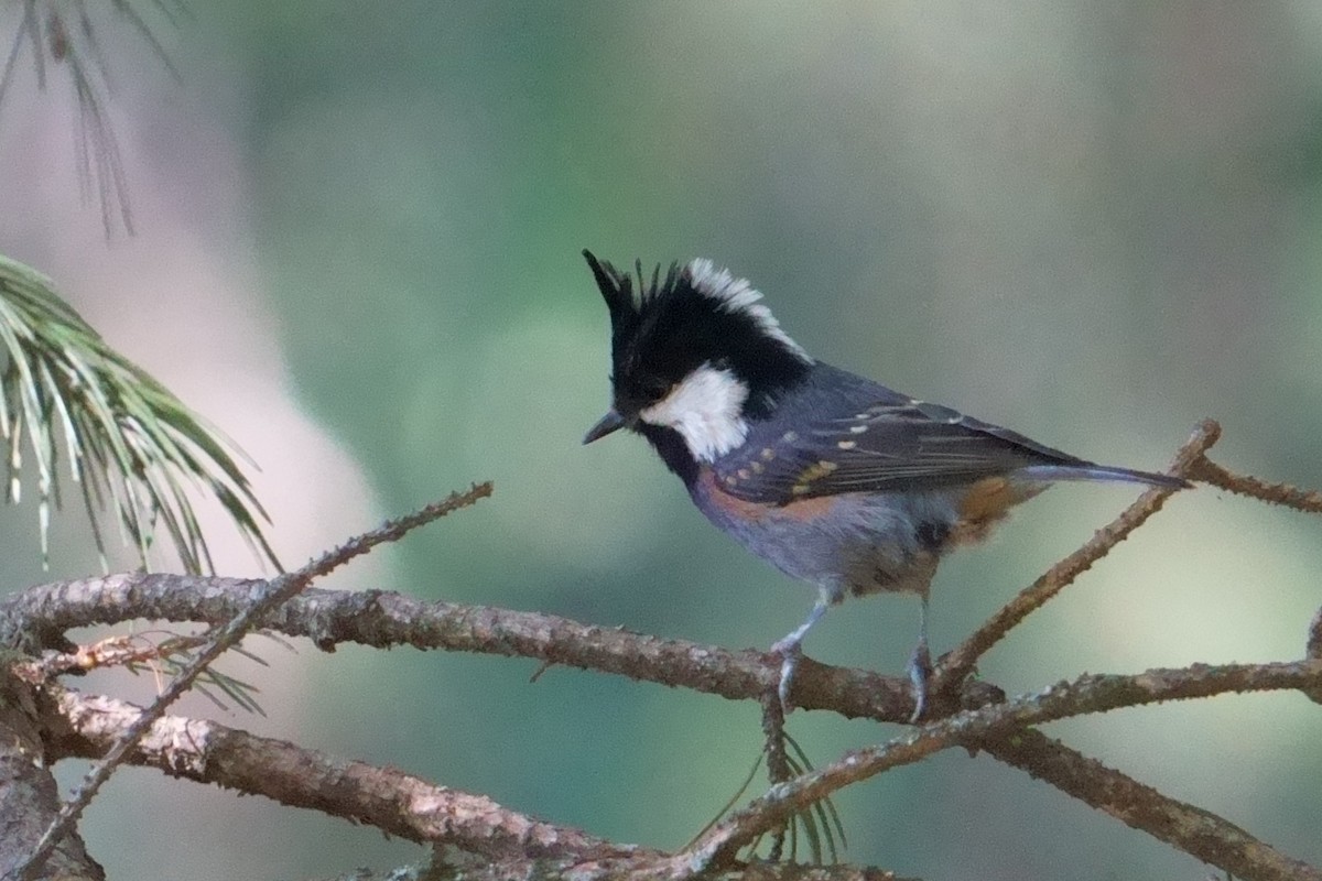 Coal Tit - ML609882008