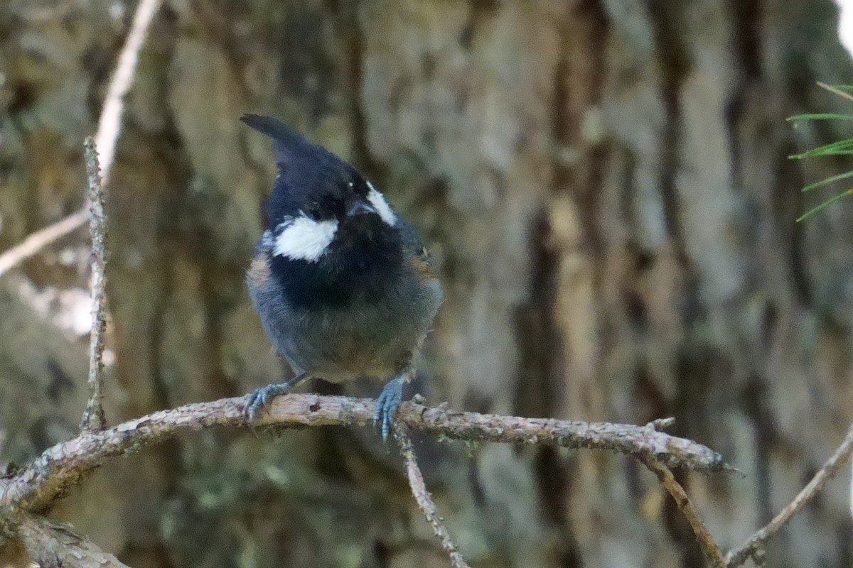 Coal Tit - ML609882011