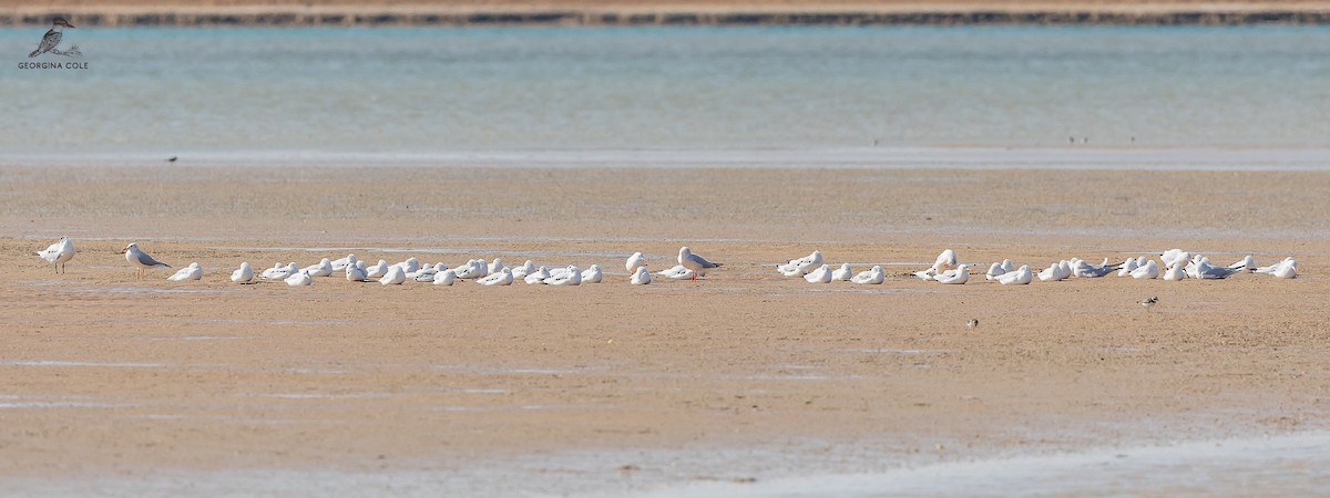 Slender-billed Gull - ML609882135