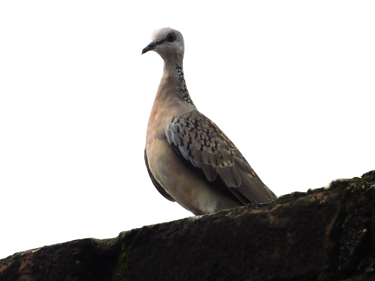 Spotted Dove - ML609882211
