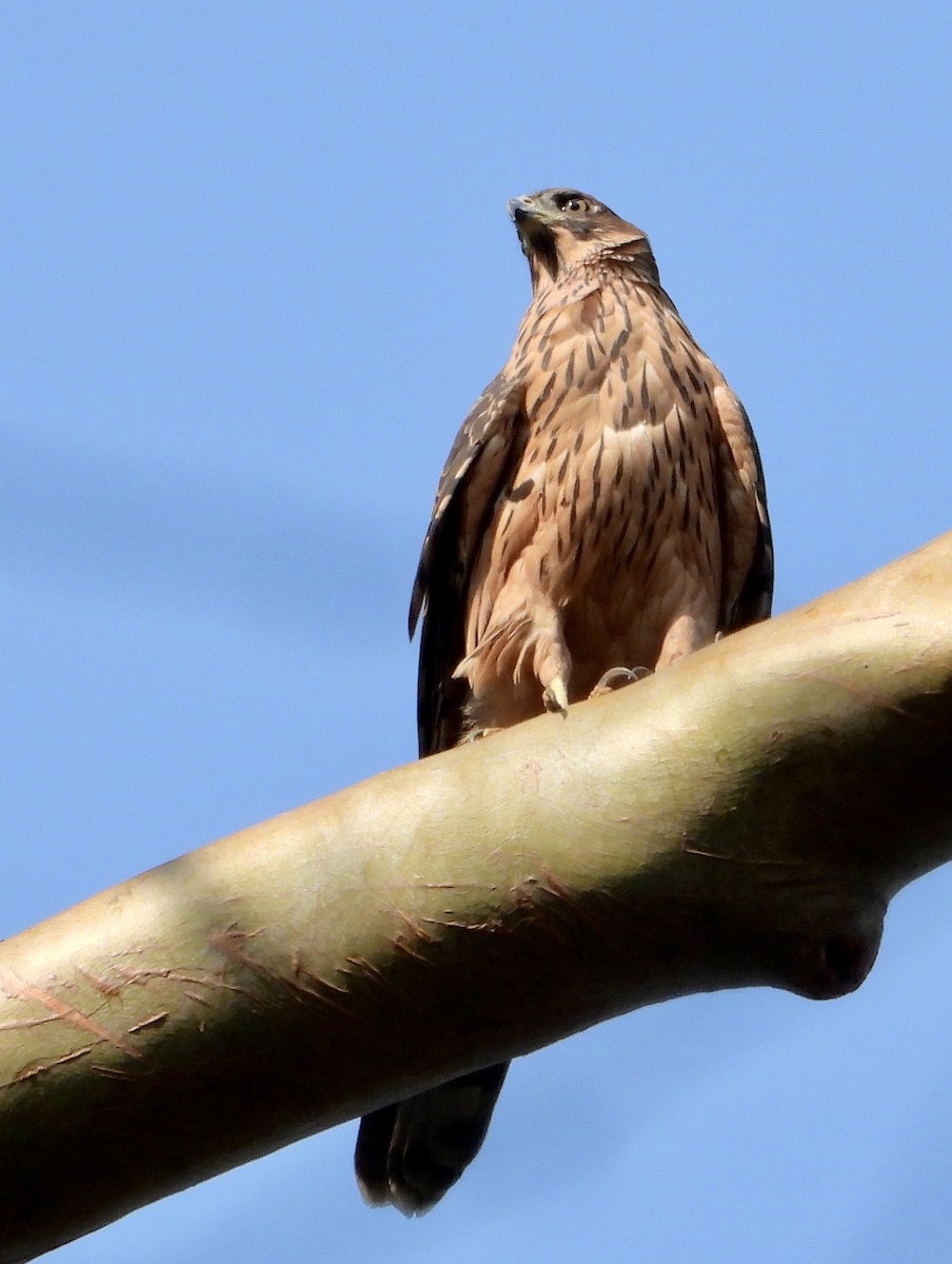 Black Goshawk - ML609882335