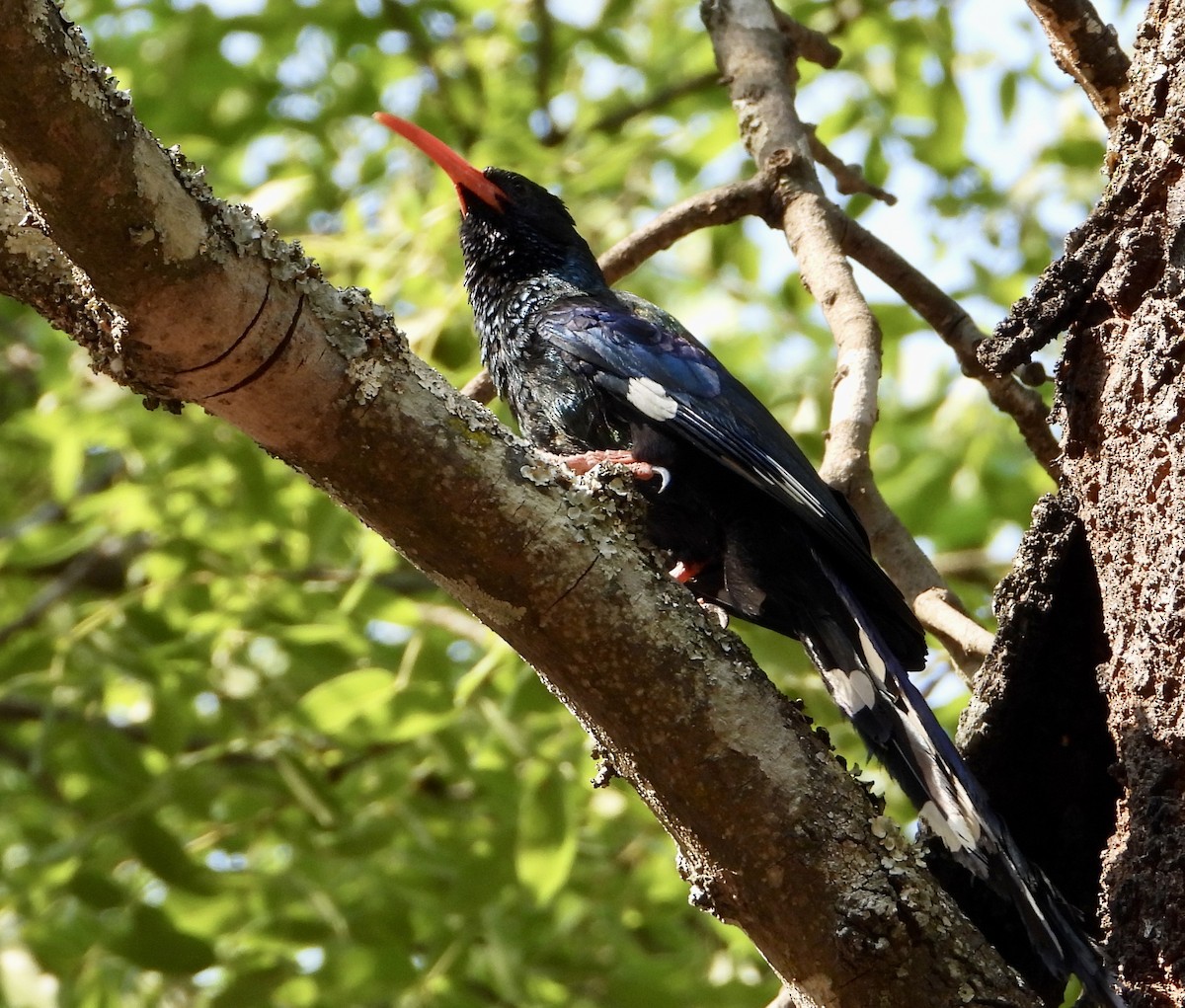 Green Woodhoopoe - ML609882336