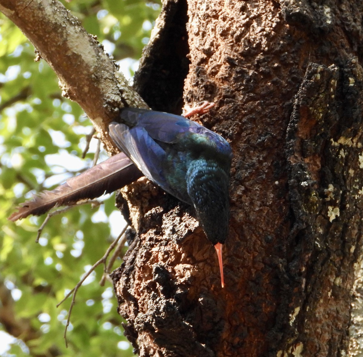 Green Woodhoopoe - ML609882337