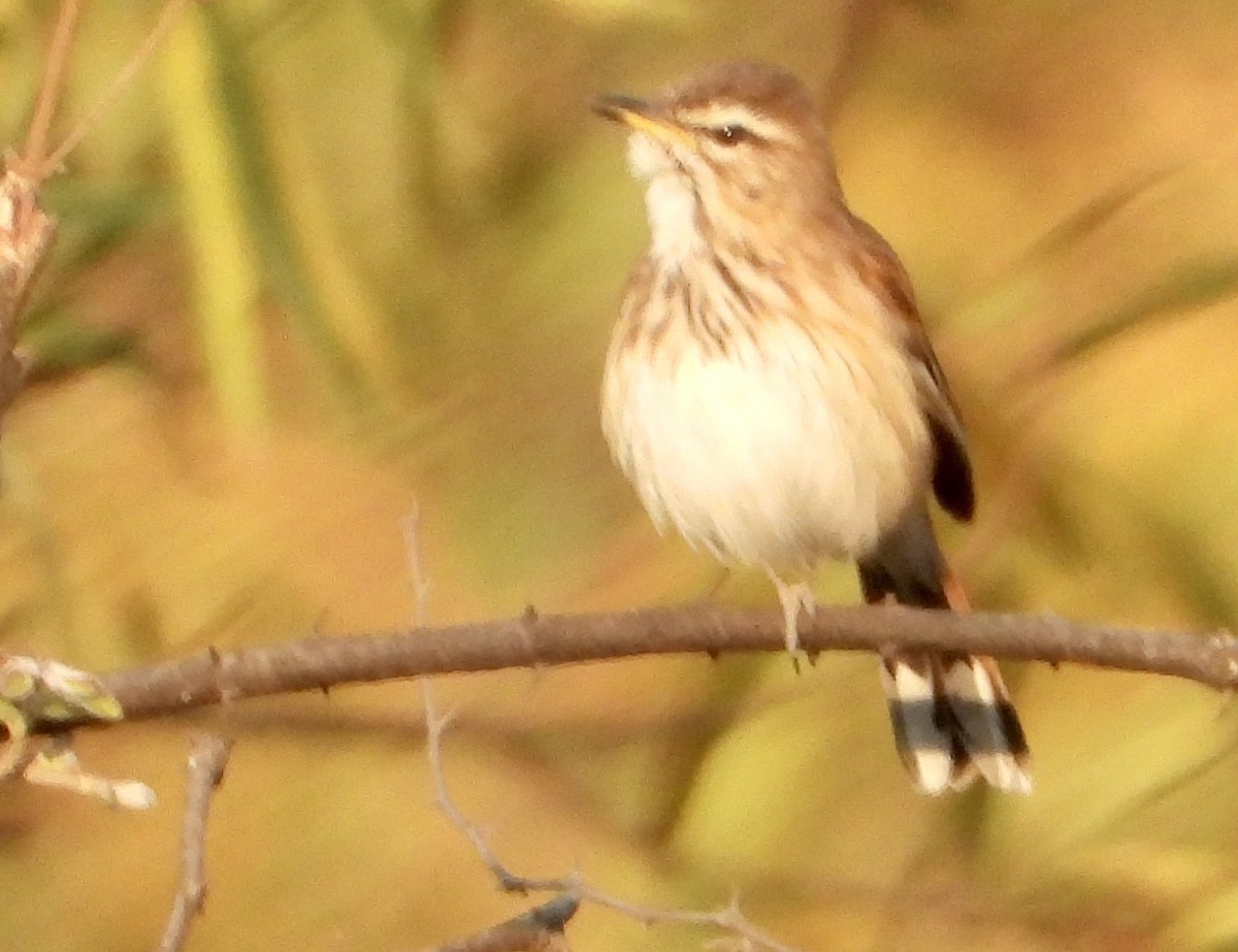 Red-backed Scrub-Robin - ML609882353