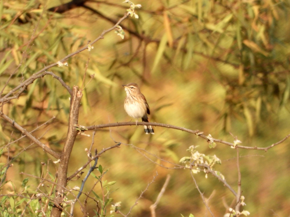 Red-backed Scrub-Robin - ML609882355