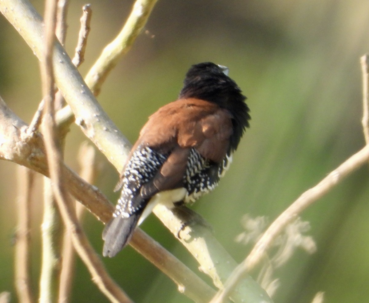 Black-and-white Mannikin (Red-backed) - ML609882358