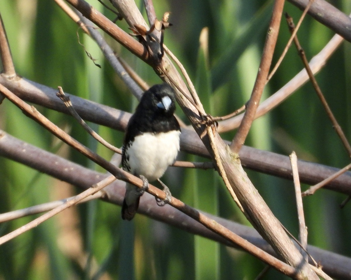 Black-and-white Mannikin (Red-backed) - ML609882359