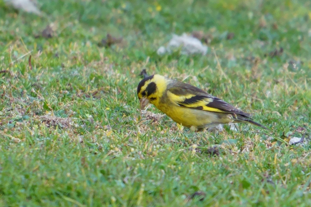 Yellow-breasted Greenfinch - ML609882374