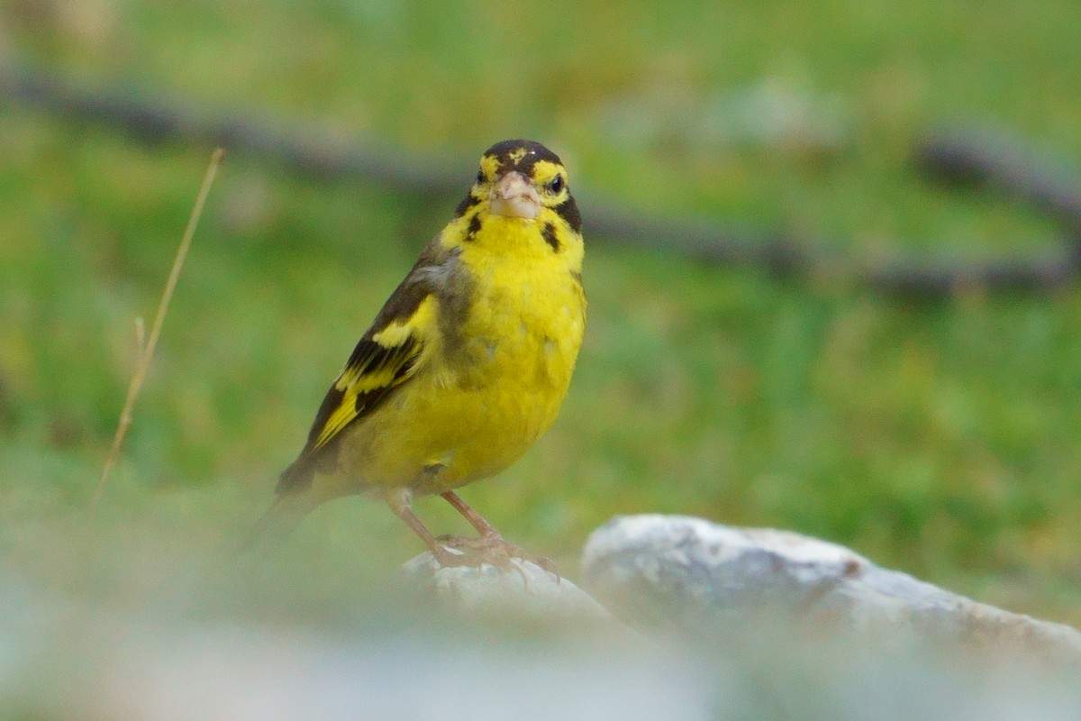 Yellow-breasted Greenfinch - ML609882375