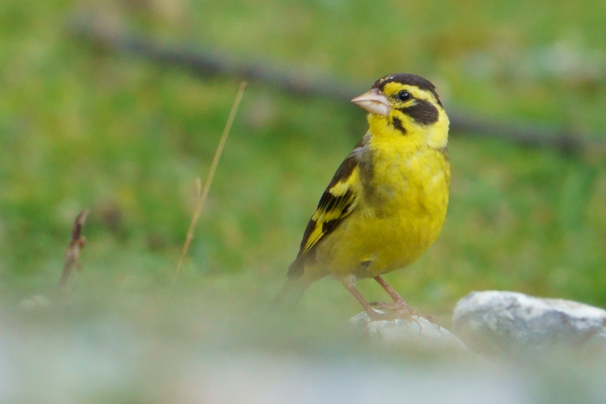Yellow-breasted Greenfinch - ML609882376