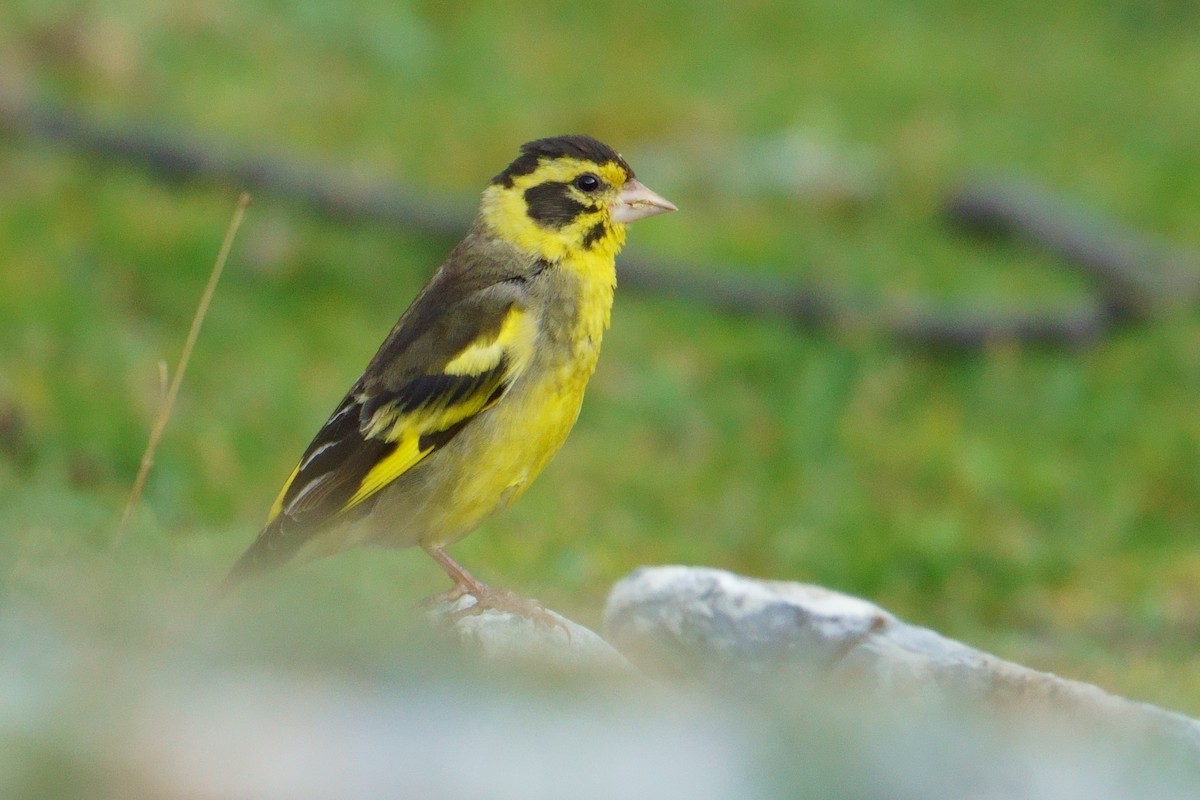 Yellow-breasted Greenfinch - ML609882377
