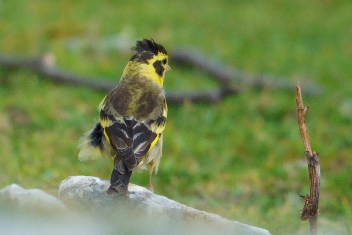 Yellow-breasted Greenfinch - ML609882379