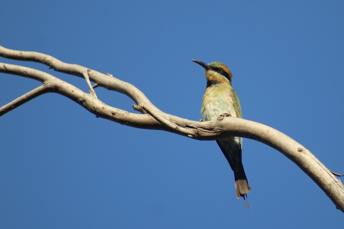 Rainbow Bee-eater - ML609882389