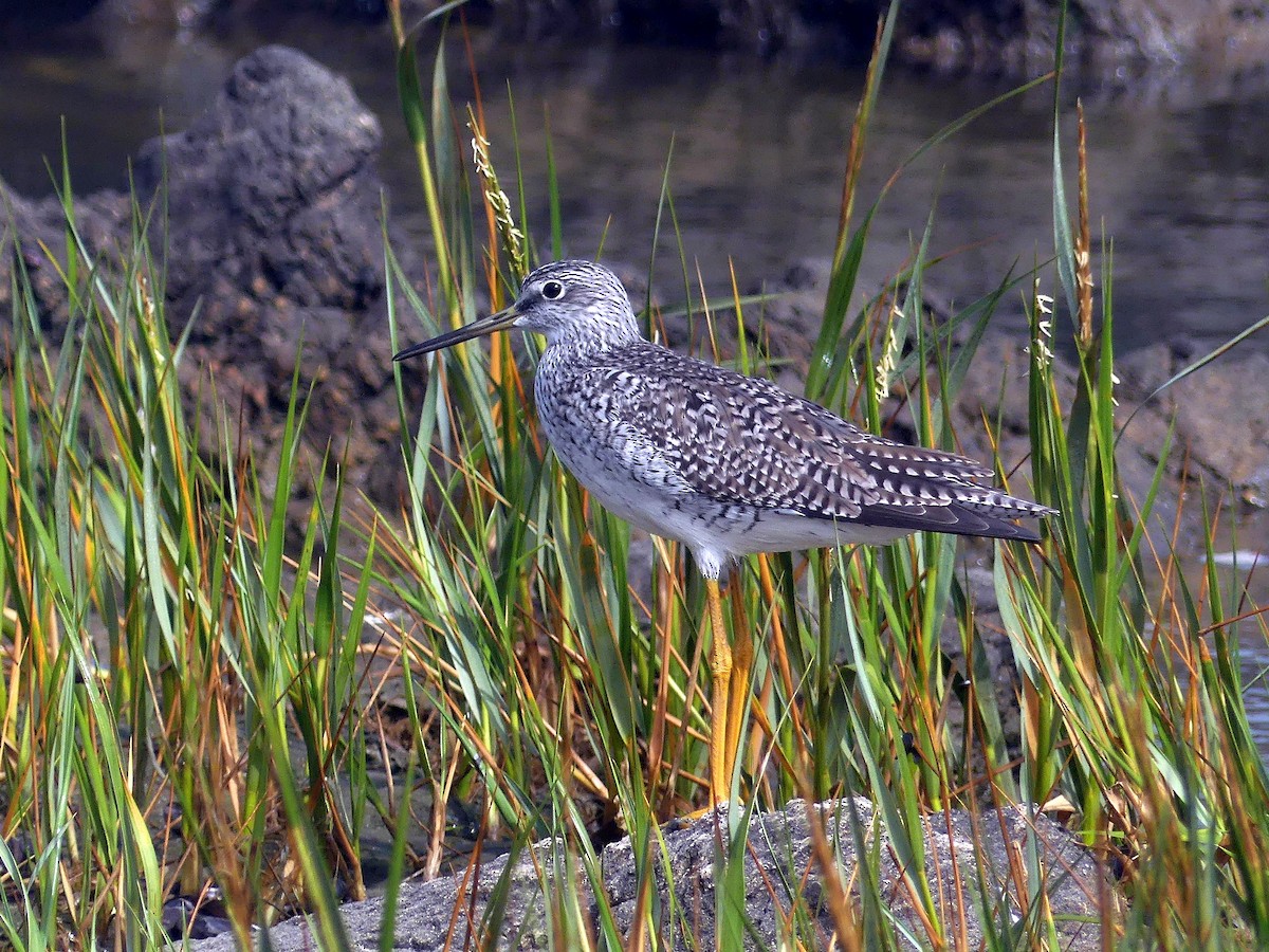 Greater Yellowlegs - ML609882452