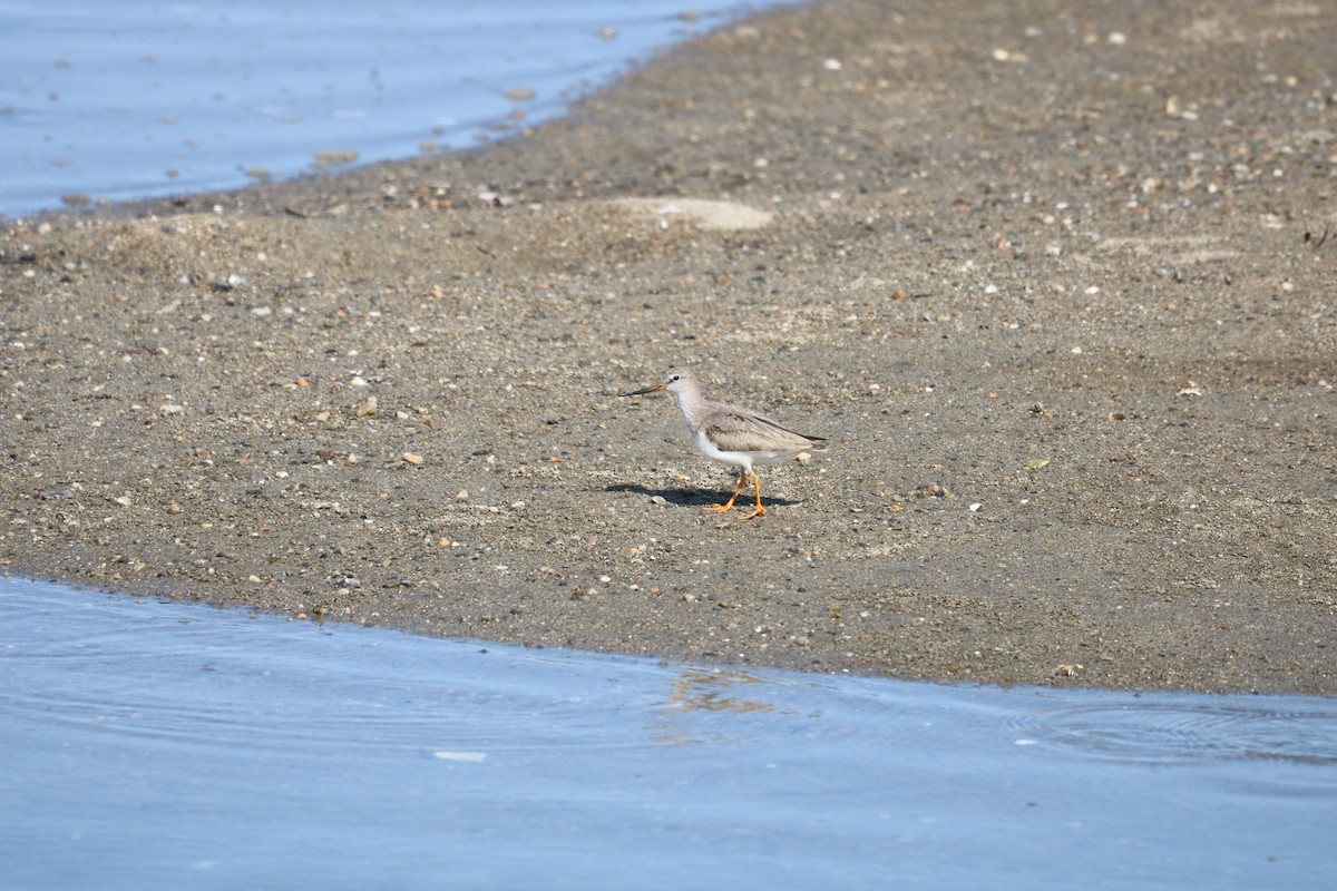 Terek Sandpiper - ML609882478