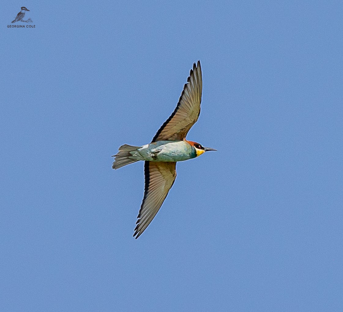 European Bee-eater - ML609882548