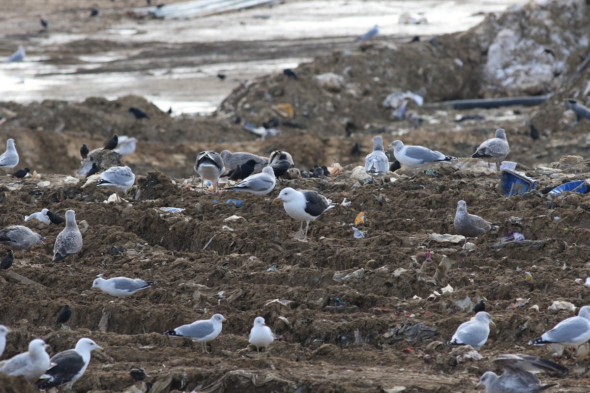 Great Black-backed Gull - ML609882566