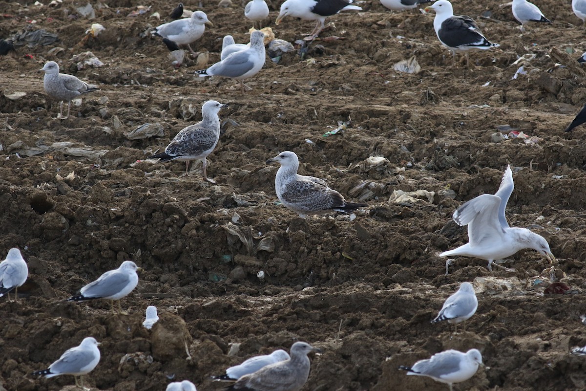 Great Black-backed Gull - ML609882567