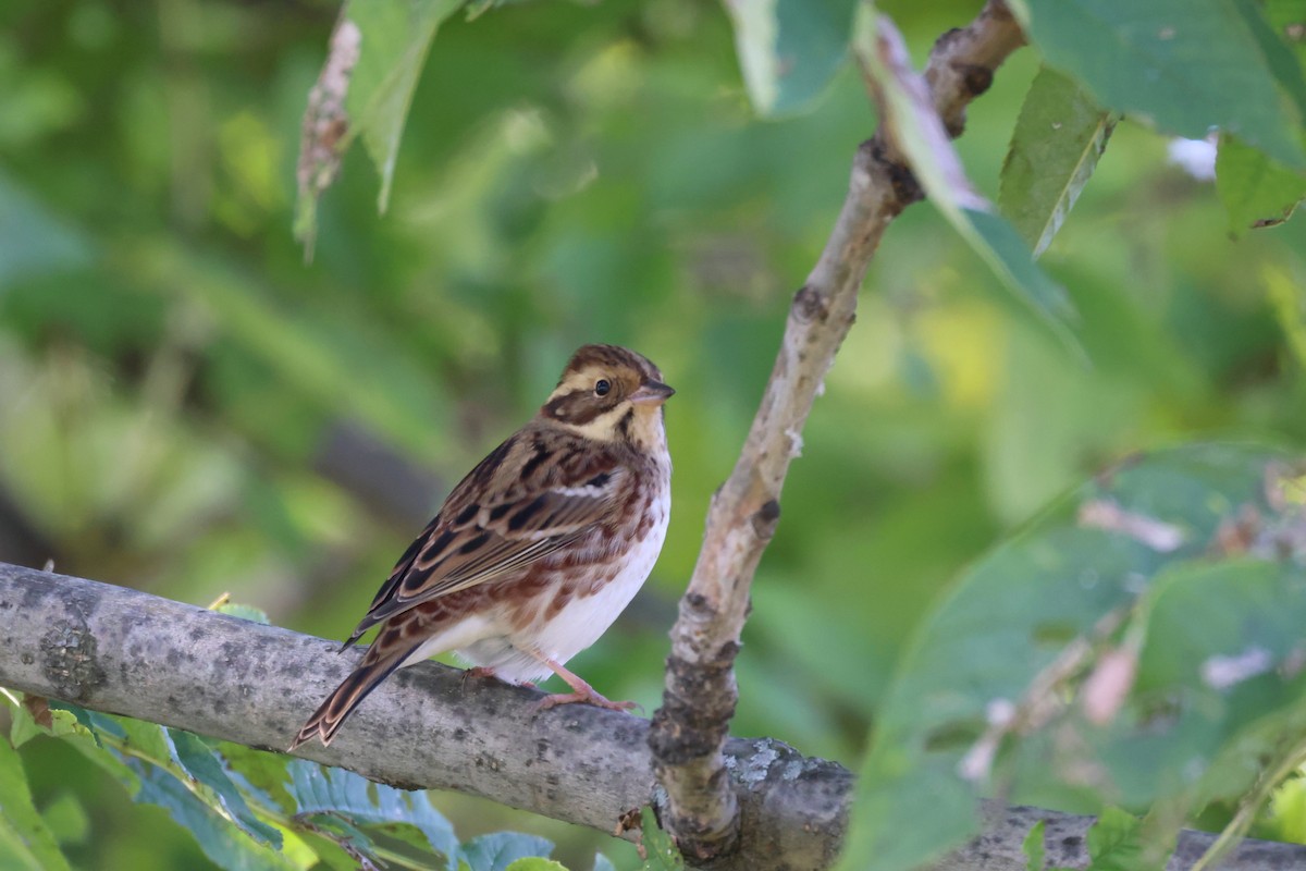 Rustic Bunting - ML609882568