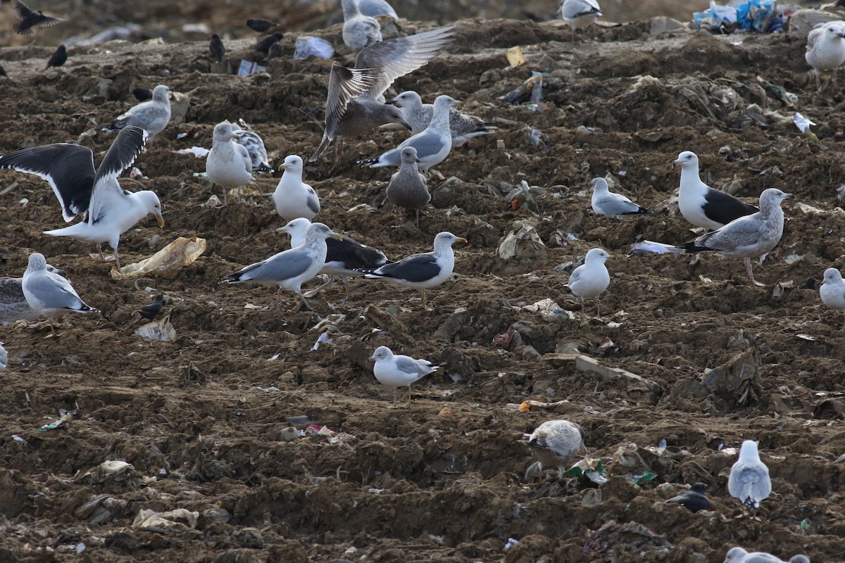 Lesser Black-backed Gull - ML609882569