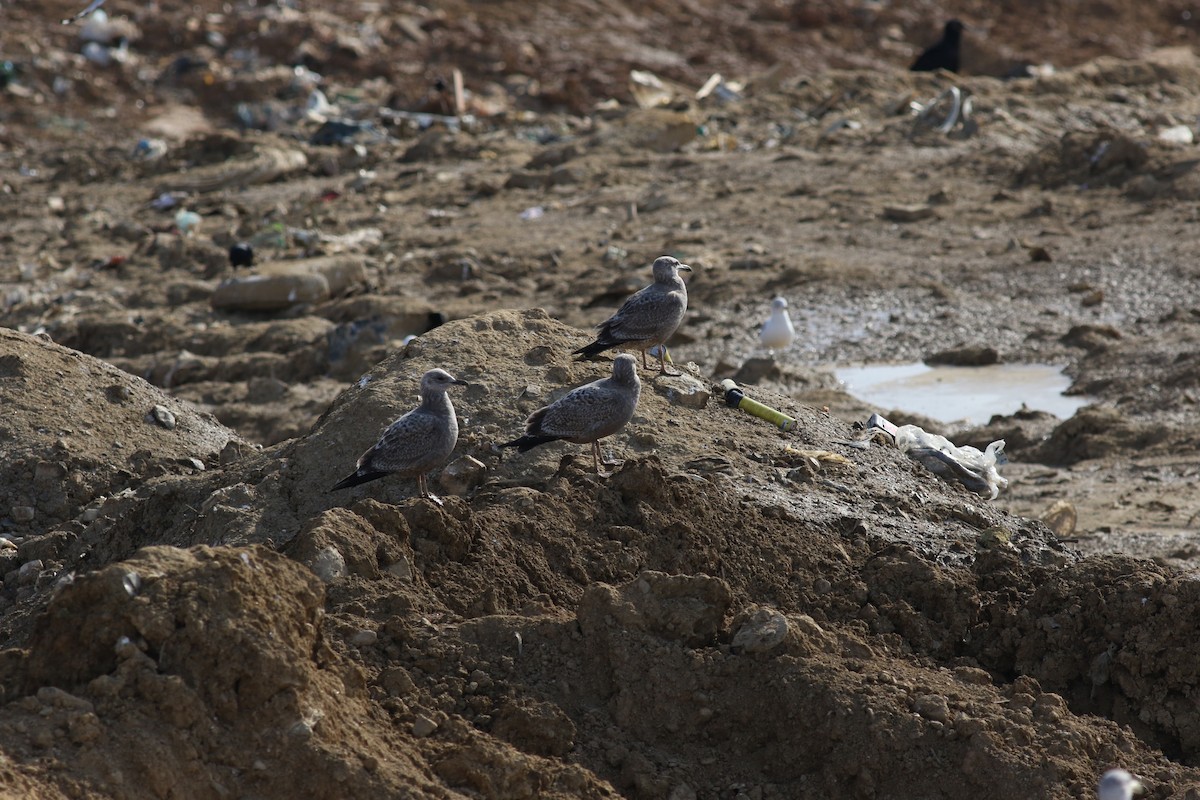 Herring Gull - ML609882572